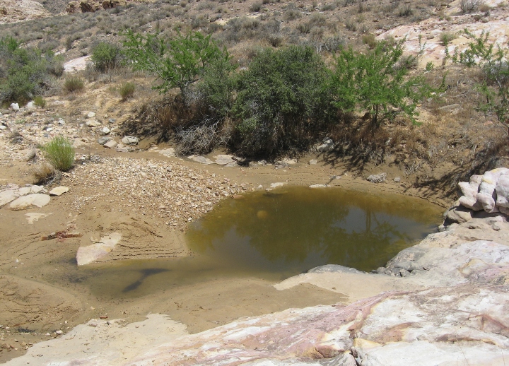 Desert Pool